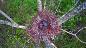 Read more about the article Rook PR Plan Backfires As Cannibal Bird Eats Live Chick