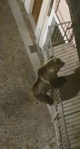 Read more about the article Acrobatic Wild Bear Drops Down From Balcony In Italy