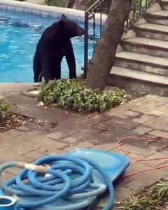 Read more about the article Homeowners Shoo Away Bear Taking Dip In Swimming Pool