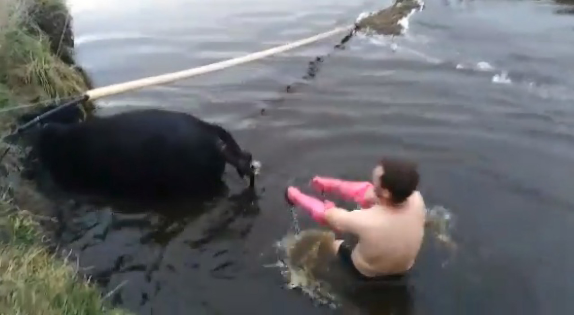 Read more about the article Vet Jumps Into Freezing Water To Help Cow Give Birth