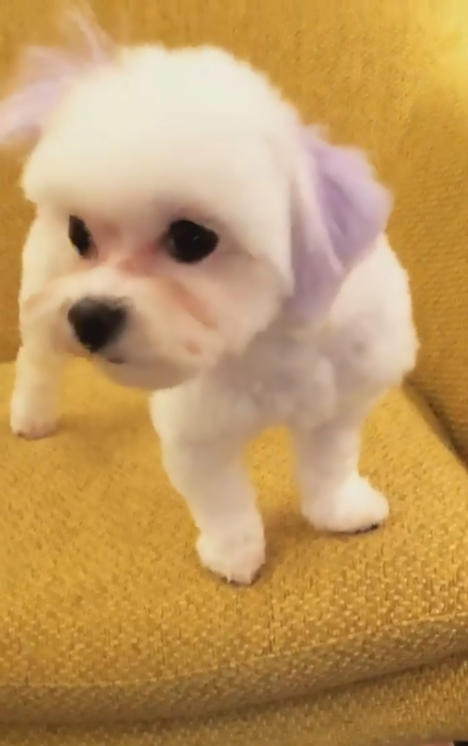 Read more about the article Singer Slammed For Dyeing Her Dogs Ears And Tail Lilac