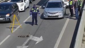 Read more about the article Cops Help Ducks Cross Road At Coronavirus Checkpoint