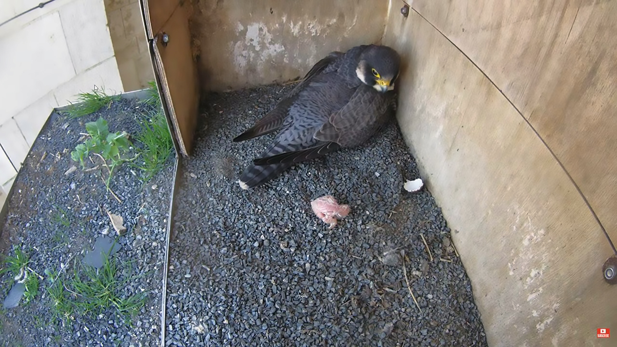 Read more about the article Peregrine Falcon Chick Gets Rude Awakening From Mum