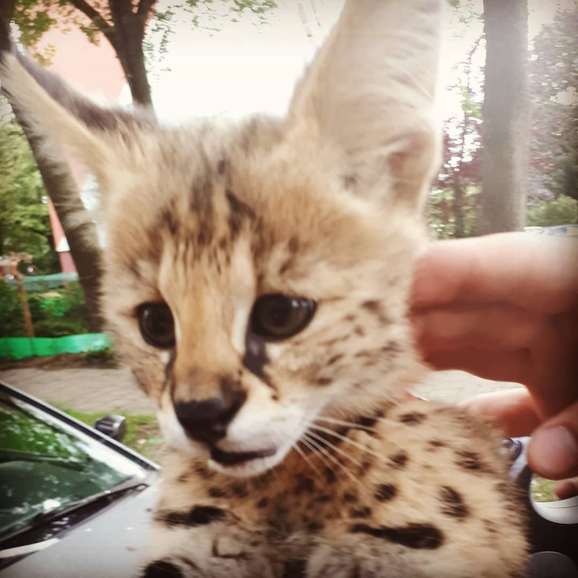 Read more about the article Dutch Cops Says Leopard Cub On A Lead Was A Serval