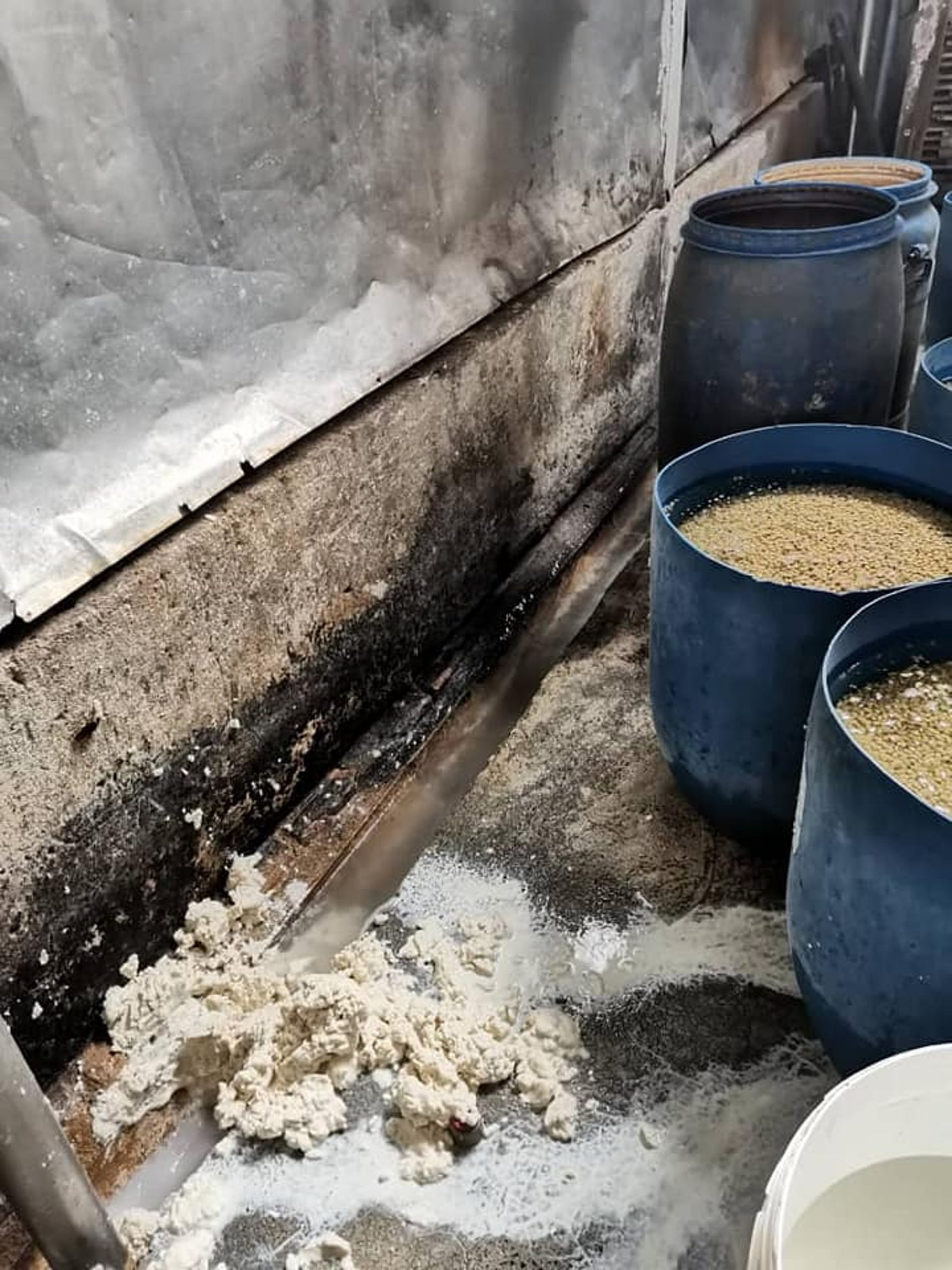 Read more about the article Veggie Delight: Inside Cockroach-Infested Tofu Factory