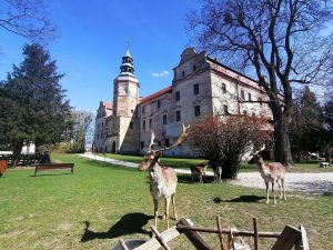 Read more about the article Deer Move Into Historic Castle Grounds During Lockdown