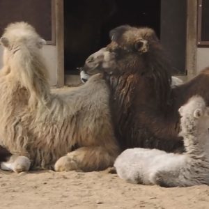 Read more about the article Two Cute Baby Camel Calves Born In Moscow Zoo