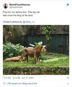Read more about the article Zoo Says Skinny Lion Is Too Busy Mating To Eat
