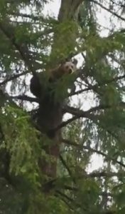 Read more about the article Moment Bear Hides Up Tree To Escape Cops
