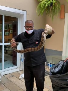 Read more about the article Boa Constrictor Tries To Slither Into Family Home