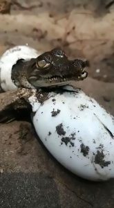 Read more about the article Moment Baby Crocodiles Squeak For Mum While Hatching