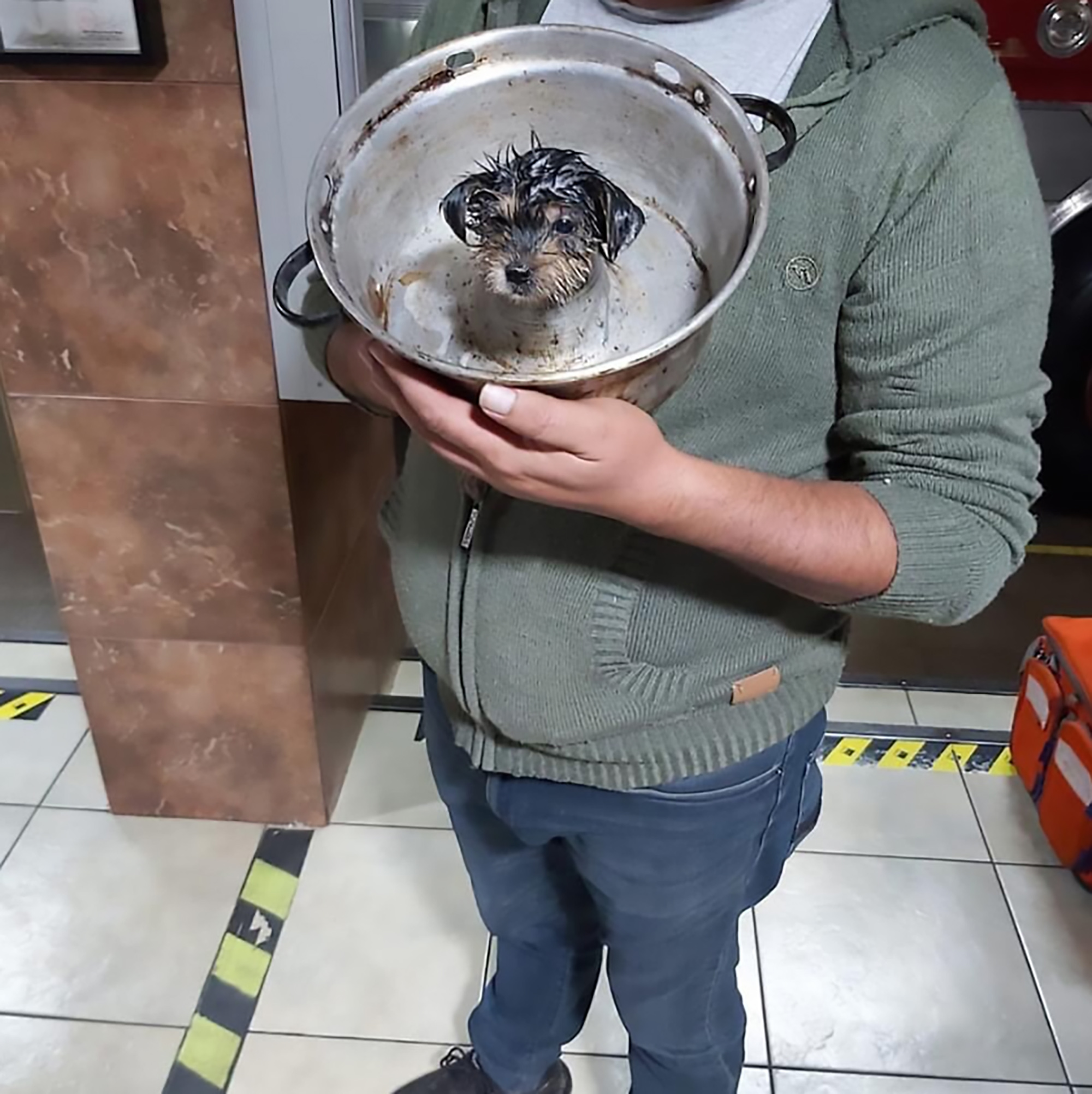 Read more about the article Playful Pup Rescued After Head Stuck In Cake Tin