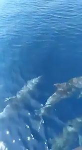 Read more about the article Dolphins Spotted Off Italian Coast As Nature Thrives