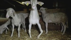 Read more about the article Horror As Lambs Slaughtered In Name Of Roquefort Cheese