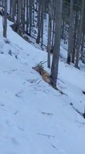 Read more about the article Cruel Hunters Film Death Throes Of Shot Deer In Snow
