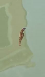 Read more about the article Tiny Seahorse Filmed In Venice Canal In Lockdown