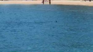 Read more about the article Huge Shark Swims Just Off Brit Hotspot Beach