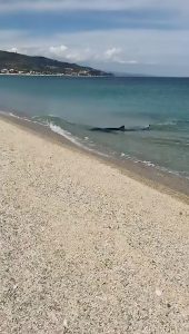 Read more about the article Blue Shark Swims In Shallows Of Italian Beach