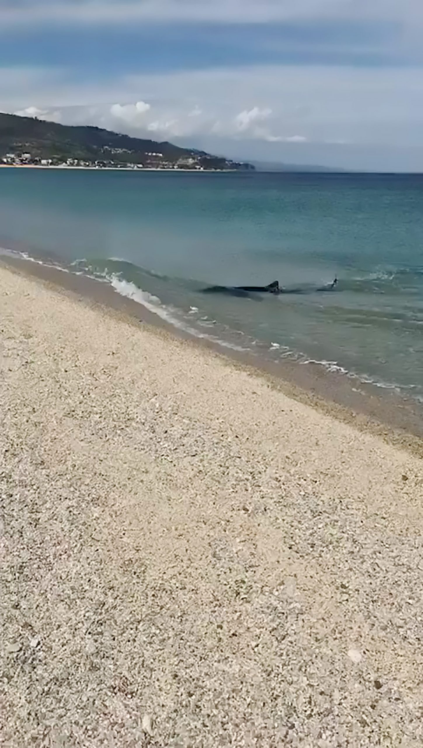 Read more about the article Blue Shark Swims In Shallows Of Italian Beach