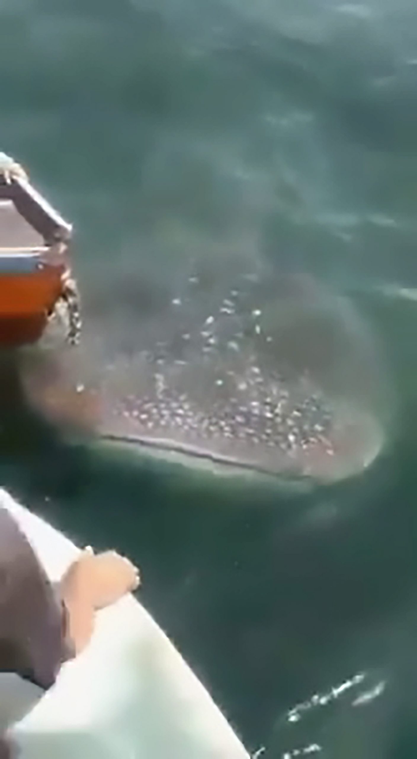 Read more about the article Huge Whale Shark Tries To Eat Fishermens Catch