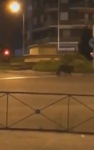 Read more about the article Wild Boar Roam Deserted Madrid Streets In Lockdown