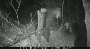 Read more about the article Bears Brutally Fight Across Russia-China Border Fence