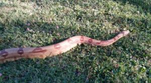 Read more about the article Man In Hot Water For Walking Huge Boa Around Park