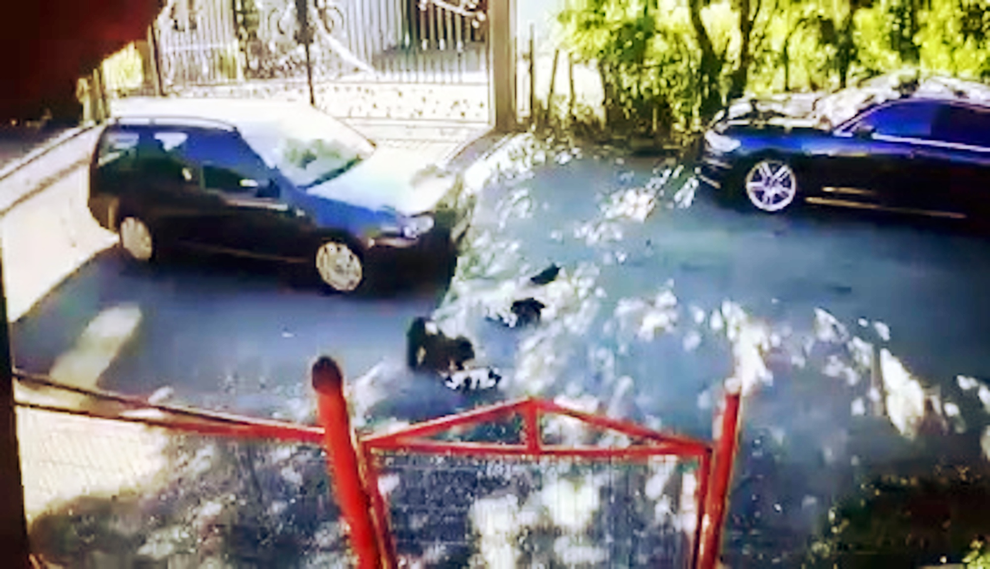 Read more about the article Moment Motorist Drives Over Puppies Playing In Shade