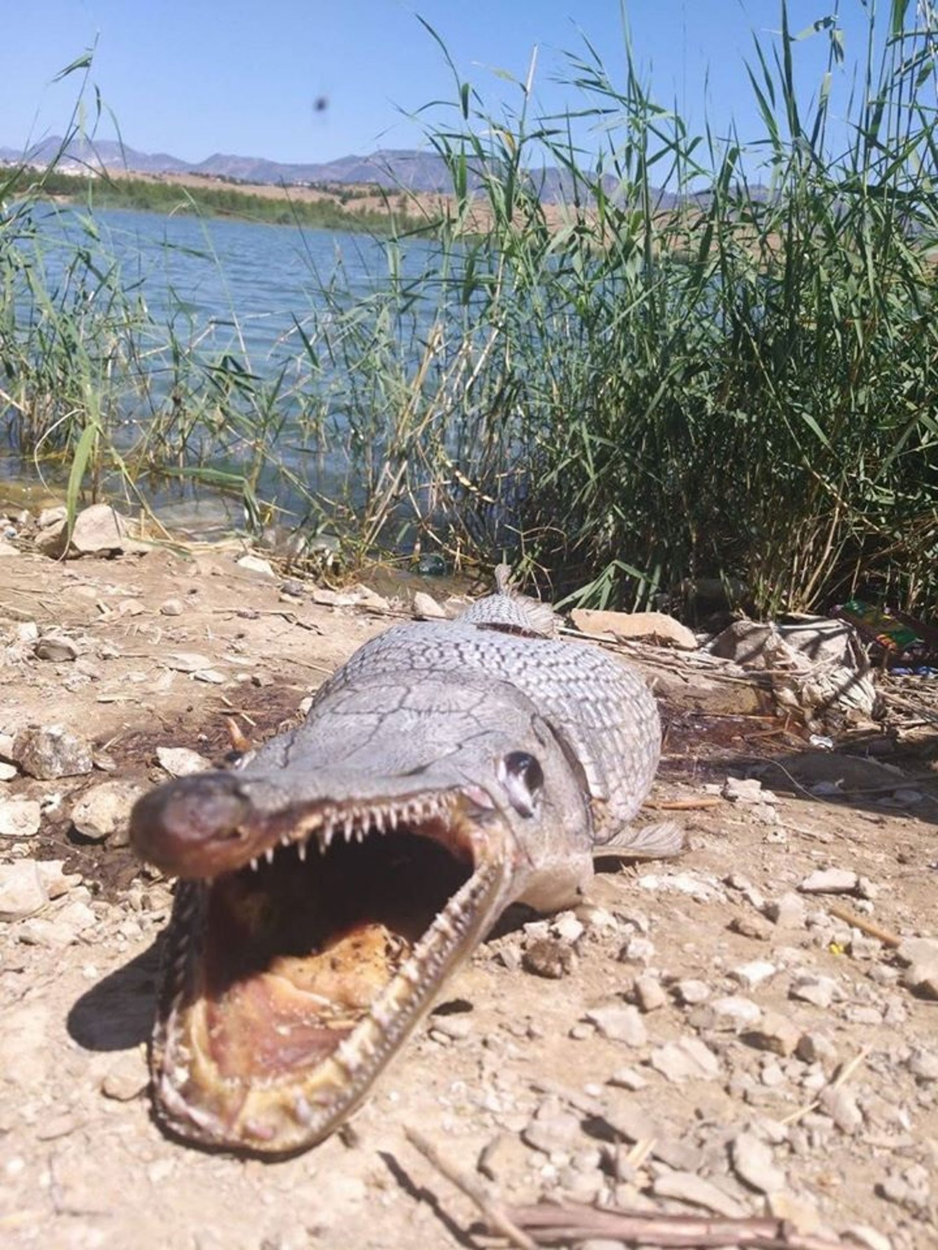 Read more about the article Jurassic Park Alligator Fish Found In Cyprus Reservoir