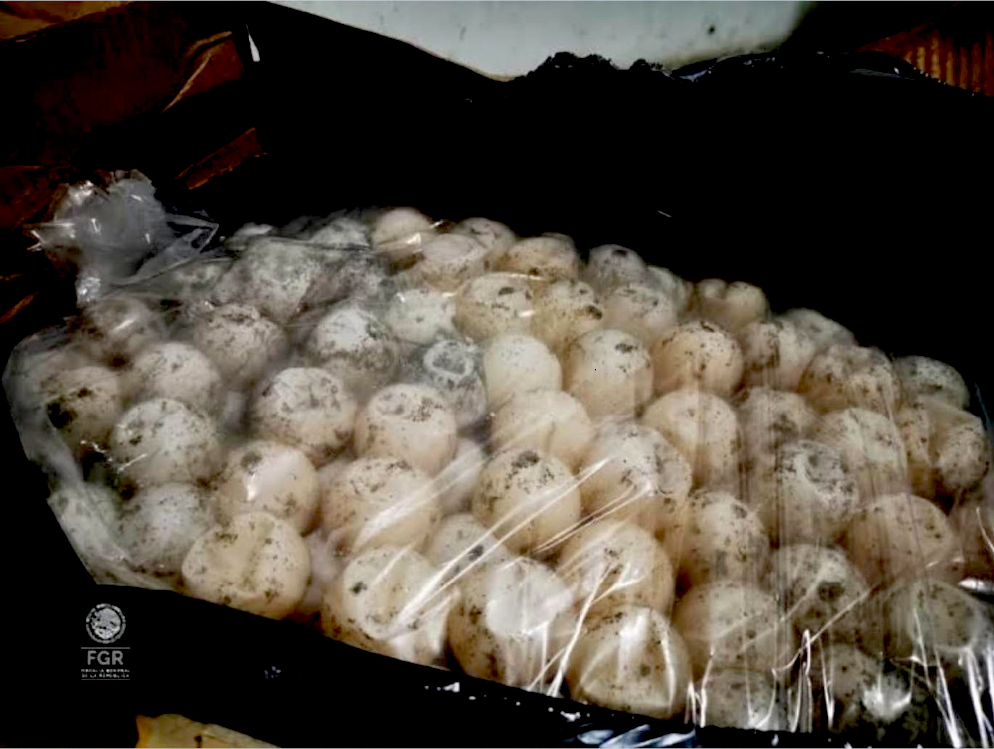 Read more about the article Almost 3,000 Stolen Turtle Eggs Seized On Public Bus