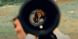 Read more about the article German Farmer Kills Cows With Silenced Sniper Rifle