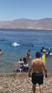 Read more about the article Jaws Moment Beachgoers Scramble From Huge Shark
