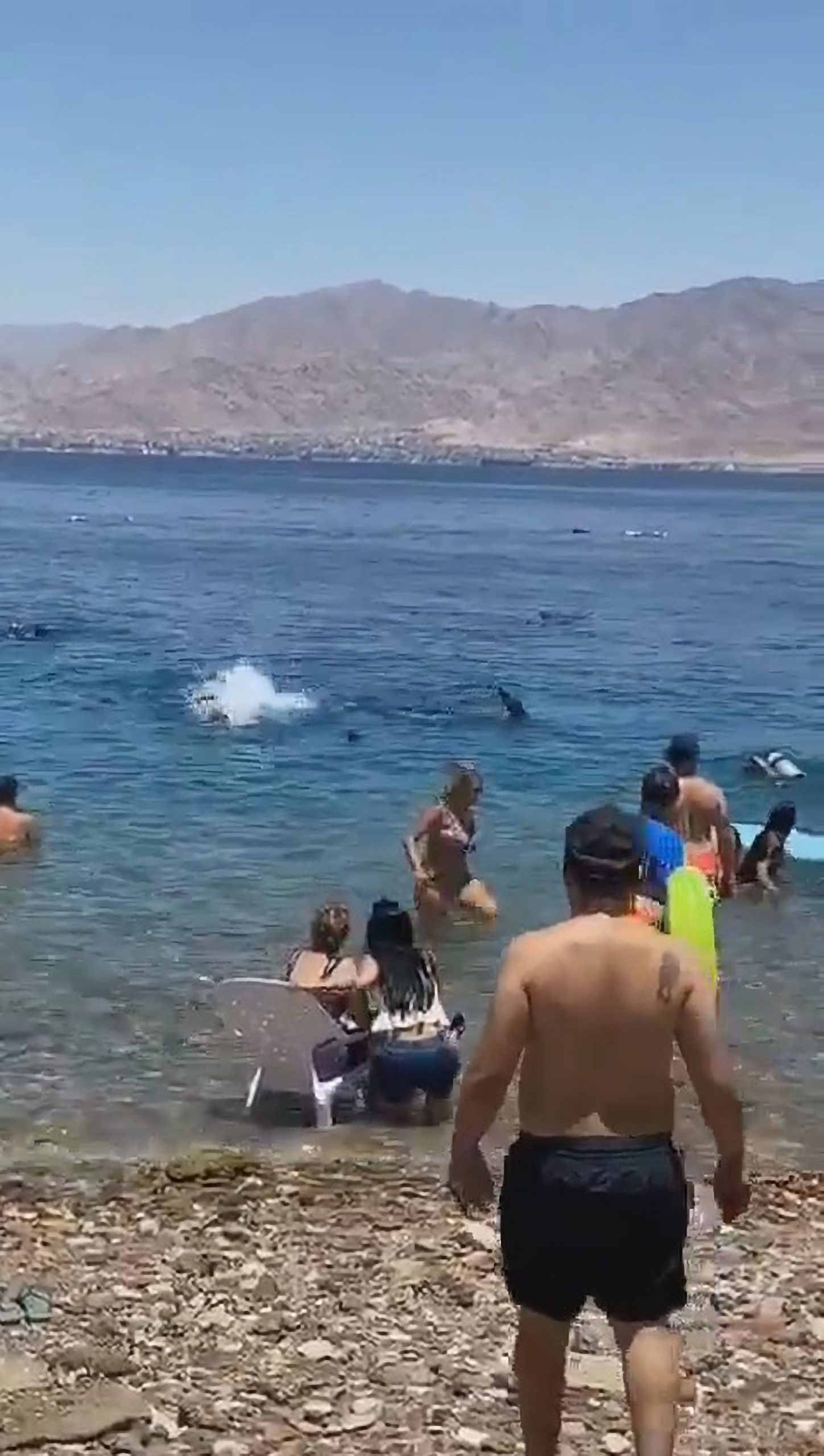 Read more about the article Jaws Moment Beachgoers Scramble From Huge Shark