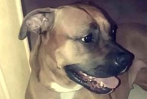 Read more about the article Man Stabs Boxer Dog And Throws Her From 3rd Floor