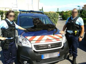 Read more about the article Cops Find That Black Panther By River Is Cuddly Toy