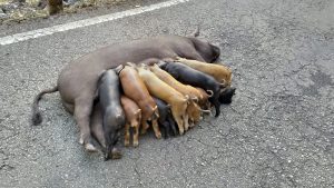 Read more about the article Mama Pig Blocks Off Road To Breastfeed Her Piglets