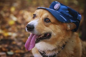 Read more about the article Only Corgi In Russian Police Is Retired After 8 Years