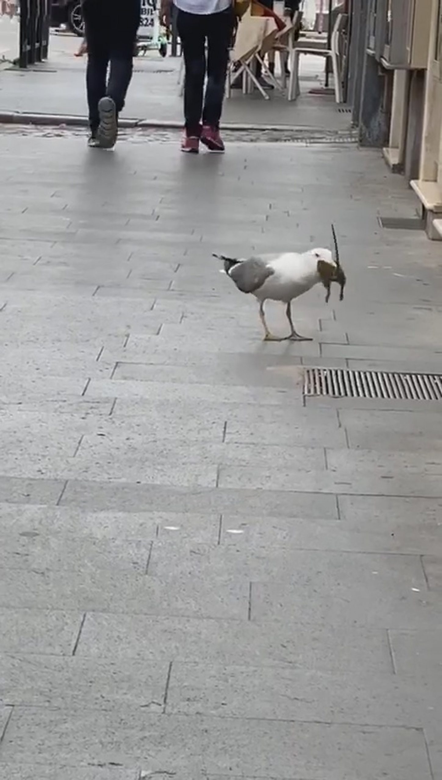 Read more about the article Moment Seagull Gulps Down Huge Rodent In Rome Centre