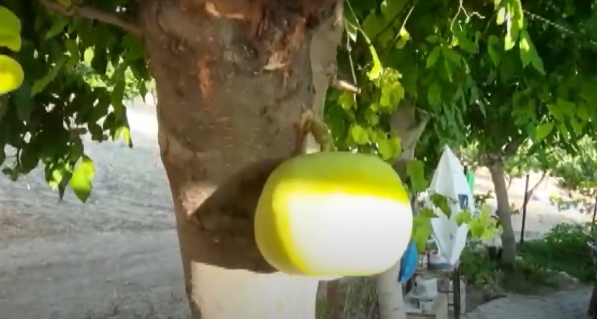Read more about the article Huge Apple Grows Direct From Tree Trunk