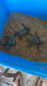 Read more about the article Turtles Released After Man Buys Eggs To Eat And Forgets