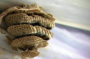 Read more about the article Man Put To Bed With Wasps Nest While Staying At In-Laws