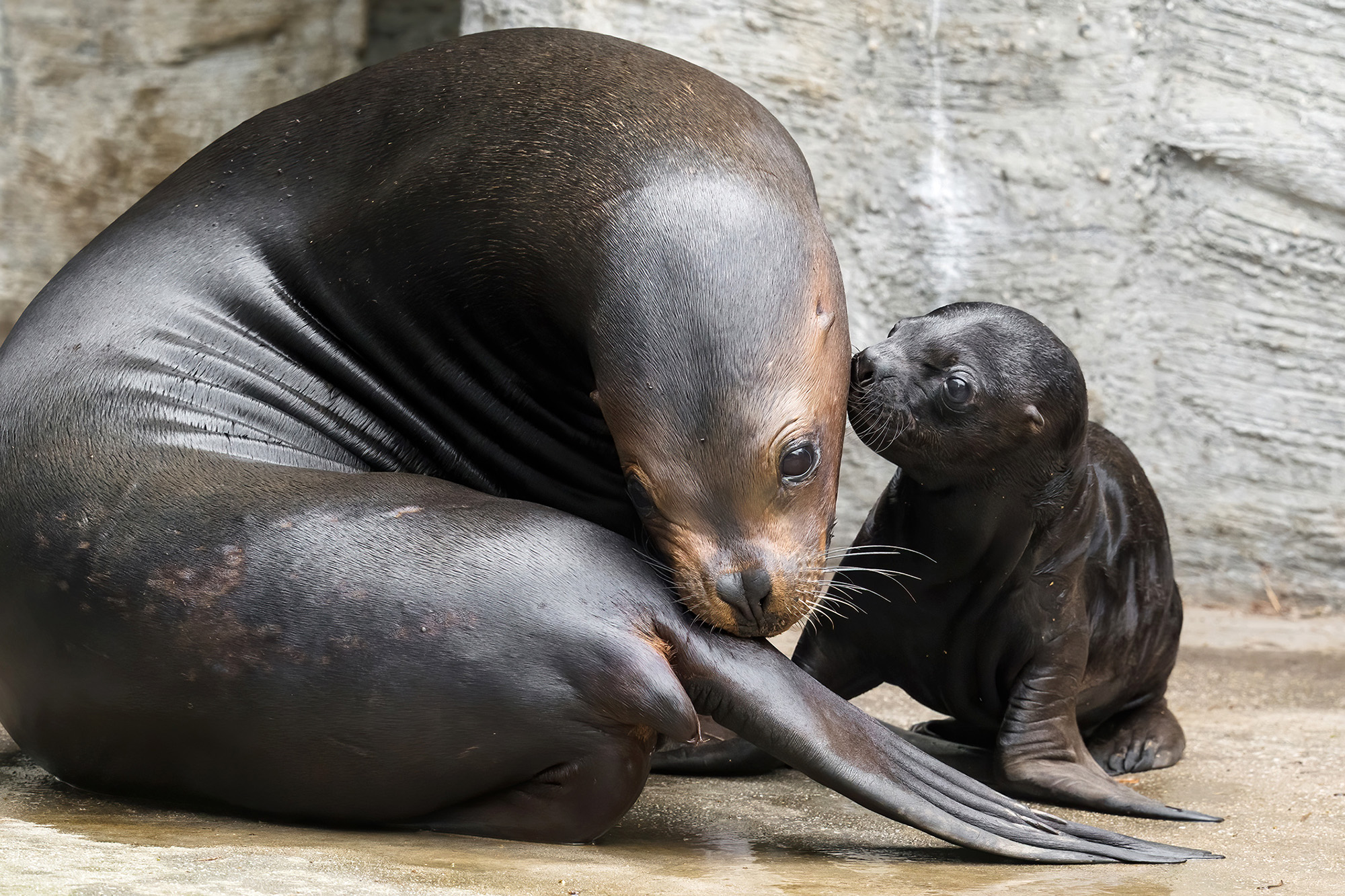 Read more about the article Adorable Baby Seal Born In Vienna Zoo Takes First Steps
