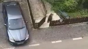 Read more about the article Polite Bear Shuts Gate After Rooting Through Rubbish Bin