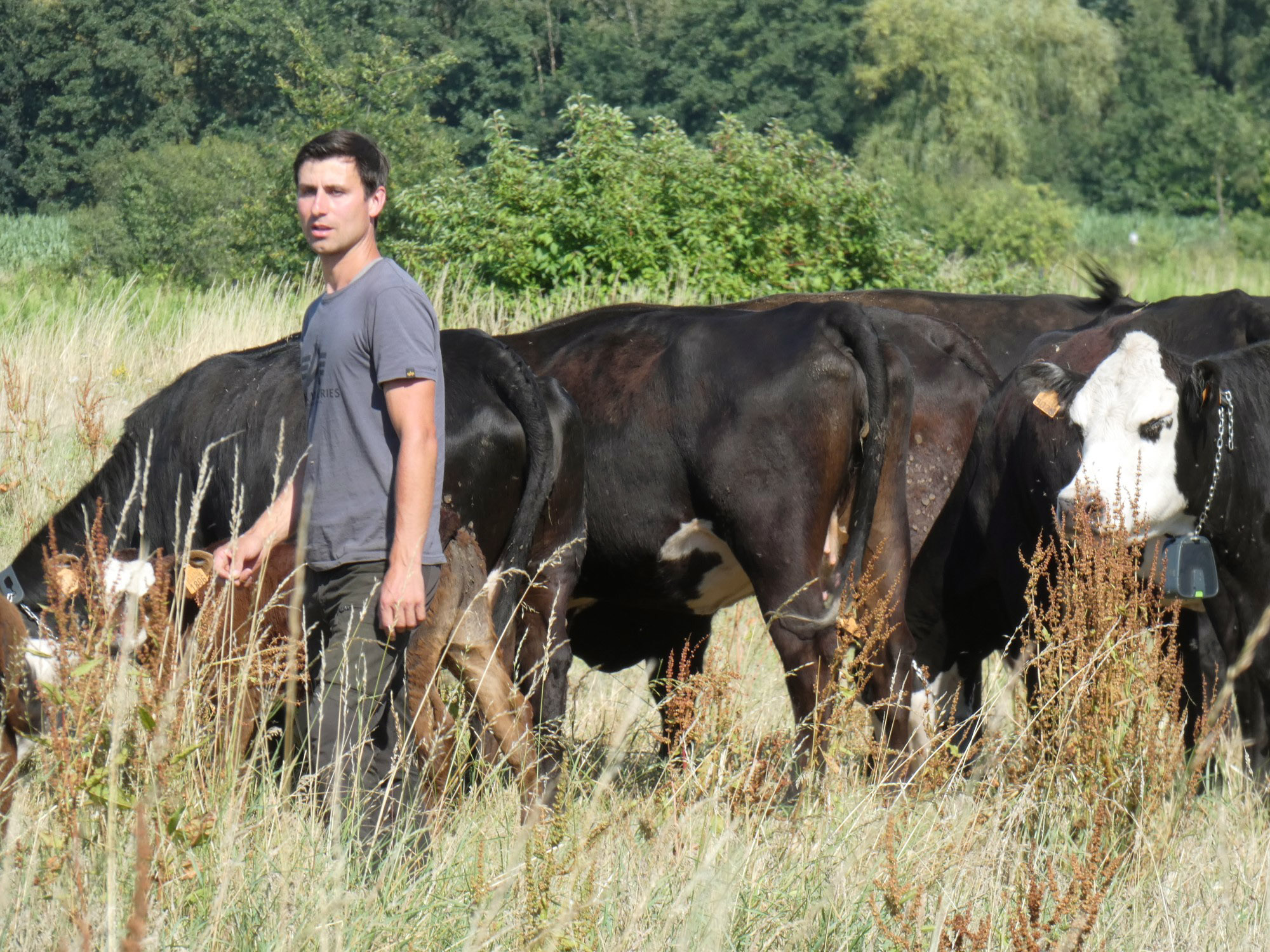 Read more about the article Farmer Uses GPS Collar To Control Cows And Set Boundary