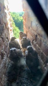 Read more about the article Fluffy Kestrel Chicks Found In Tower Of Historic Castle