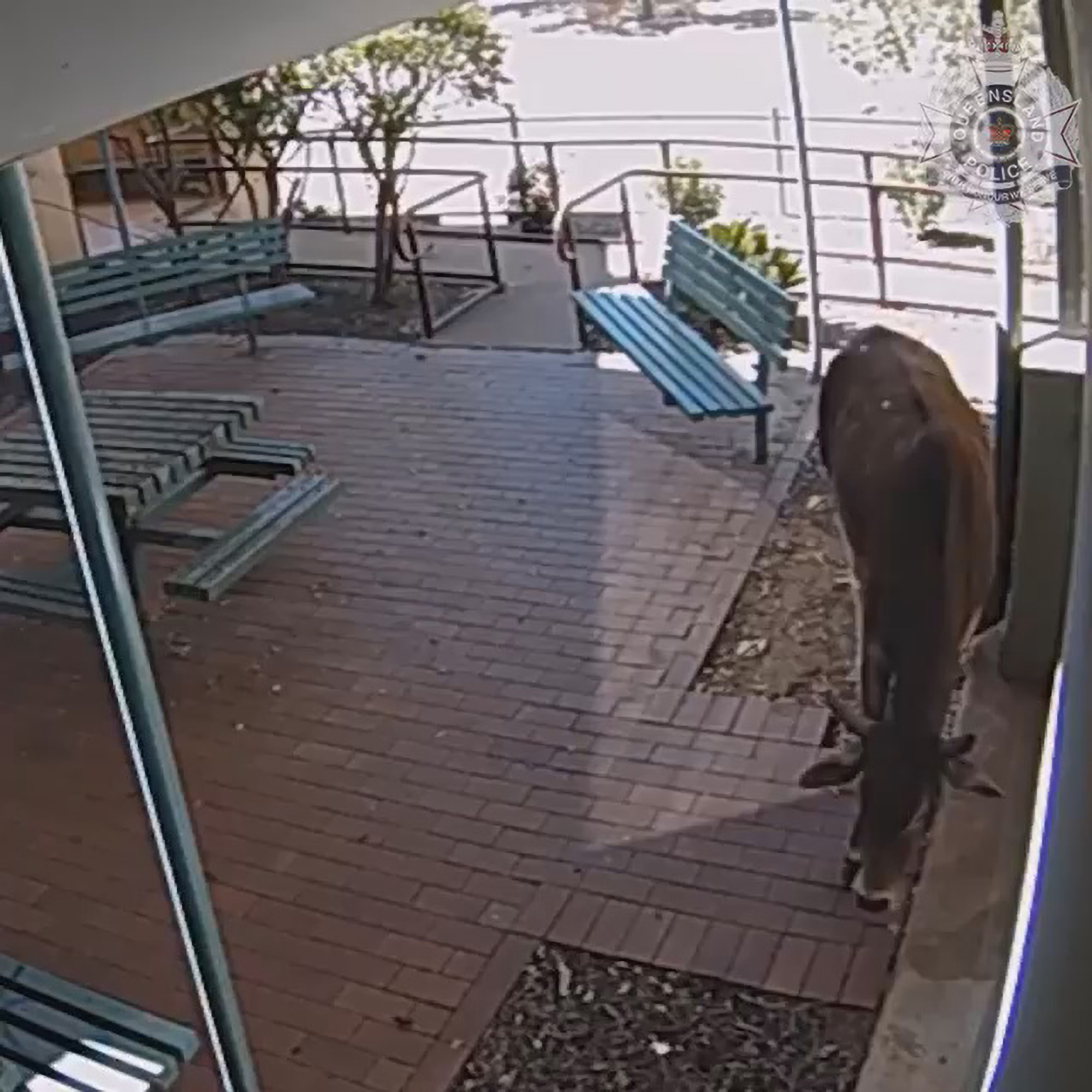 Read more about the article Moment Cow Wanders Into Australian Police Station
