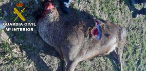 Read more about the article Deer Head Hunter Caught By DNA Match On Blood In Car