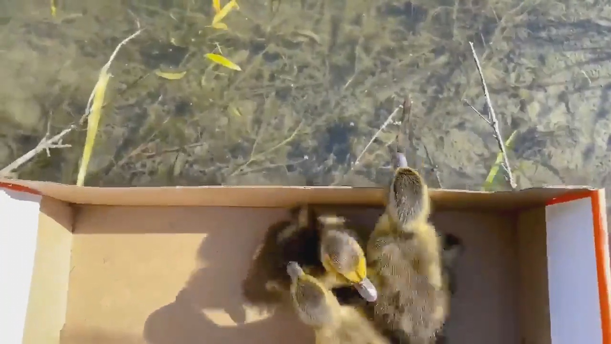 Read more about the article Firefighters Reunite Fluffy Ducklings With Mum
