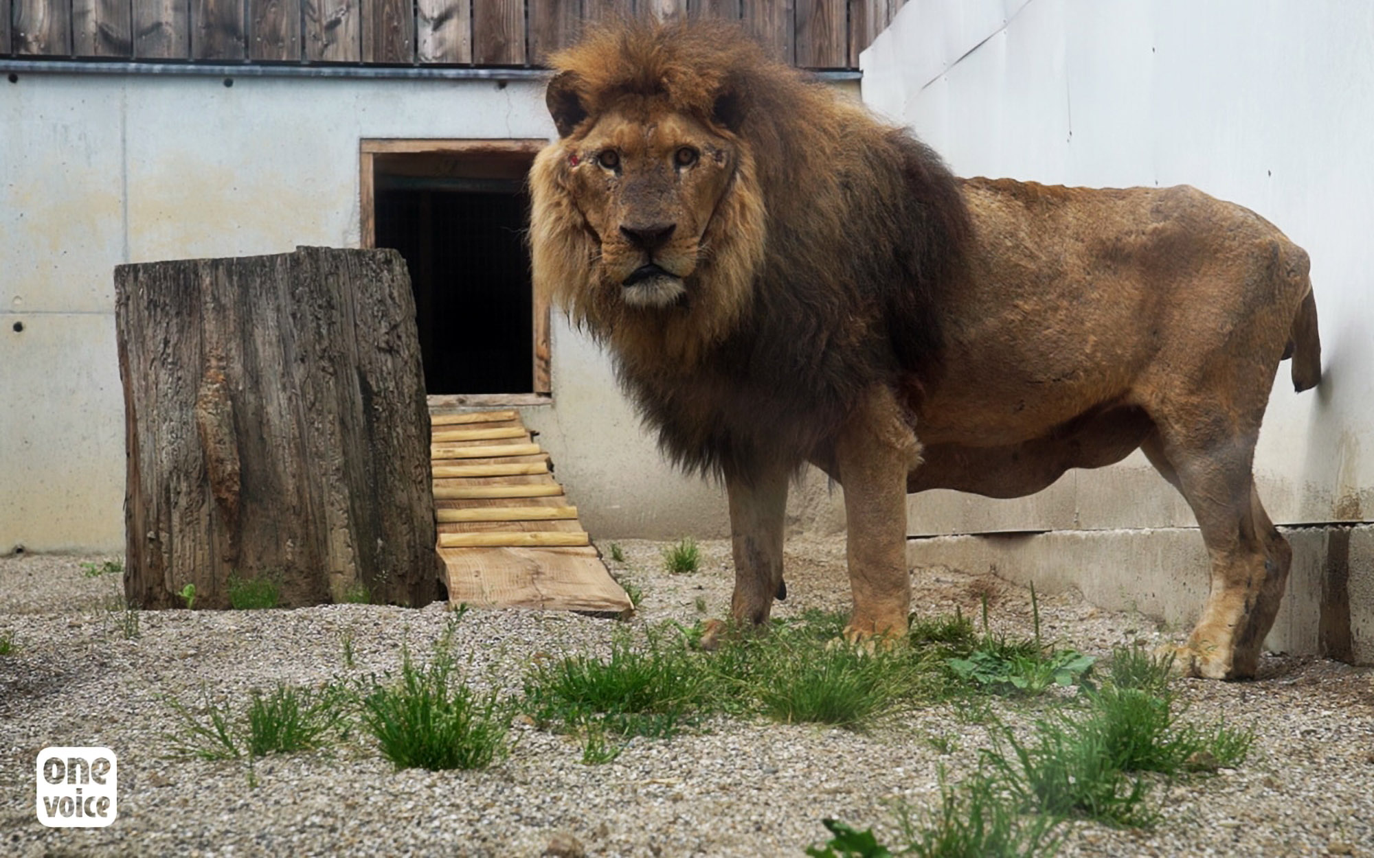Read more about the article Emaciated Lion Jon Has Tail Removal Op After Rescue