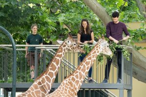Read more about the article Raised Platform So Visitors Can Feed Giraffes At Zoo